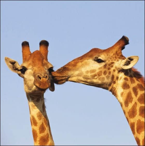 Giraffe 'Big Kisses' Blank Greetings Card.