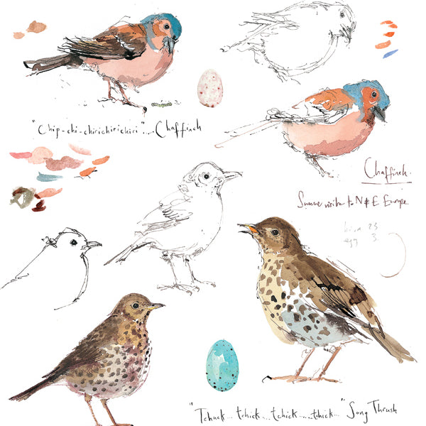Madeleine Floyd 'Chaffinch and Song Thrush' Framed Limited Edition Print.