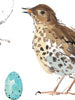 Madeleine Floyd 'Chaffinch and Song Thrush' Framed Limited Edition Print.
