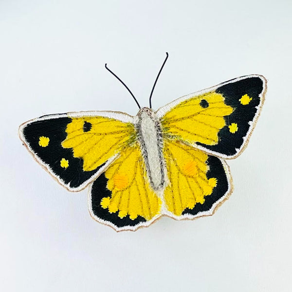 A yellow and black butterfly. Most of the wings are yellow with black edges. On each side on the black are two yellow dots, with one black dot on each side of the yellow. The body is pale grey with two black antennae. It is all edged with white.